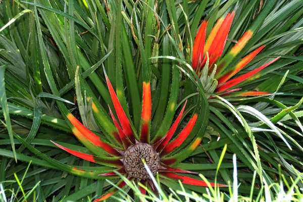 Image of Fascicularia pitcairniifolia